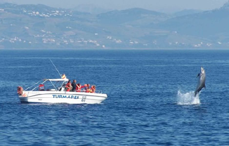 Get up close and personal with dolphins and whales.